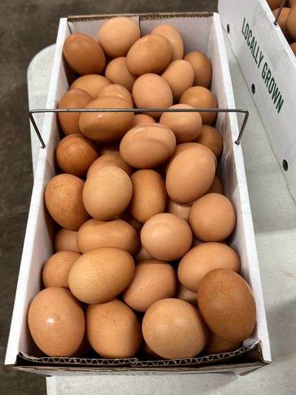 7 Doz XL Brown Eating Eggs