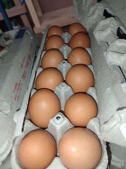 4 Doz Large Brown Eating Eggs