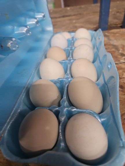 1 Doz Fertile BBS Silkie Eggs