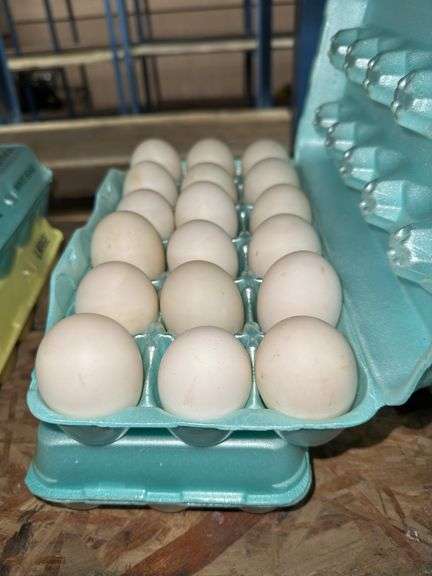 3 Doz Large Duck Eating Eggs