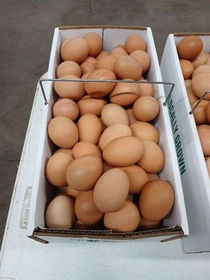 7 Doz Xlarge Brown Eating Eggs