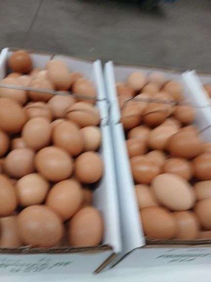 7 Doz Xlarge Brown Eating Eggs