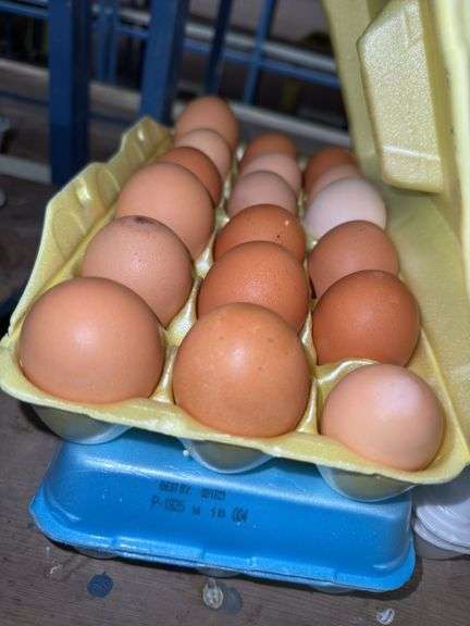3 Doz Brown Eating Eggs