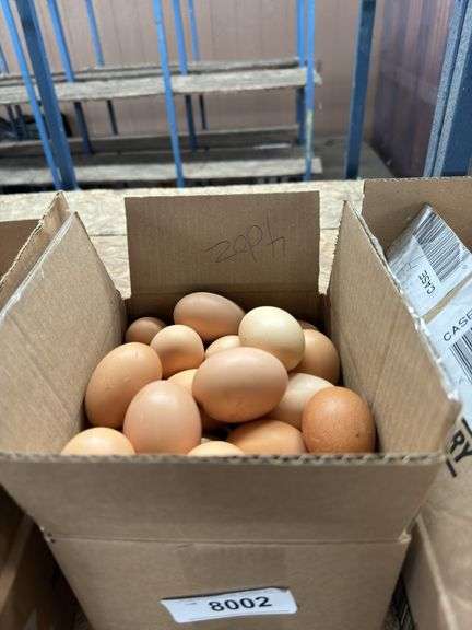 4 Doz Large Brown Eating Eggs