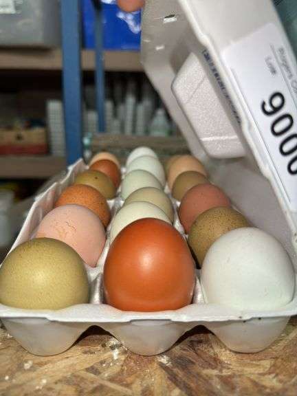 1.5 Doz Fertile Easter Egger Eggs