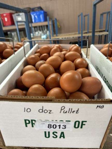 10 Doz Pullet Brown Eating Eggs