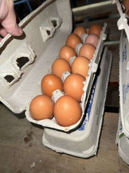 2 Doz Brown Eating Eggs