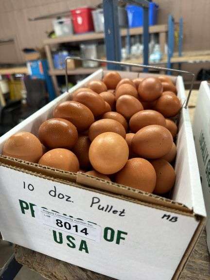 10 Doz Pullet Brown Eating Eggs
