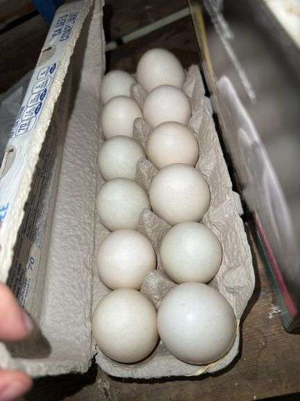 1 Doz Jumbo Duck Eating Eggs
