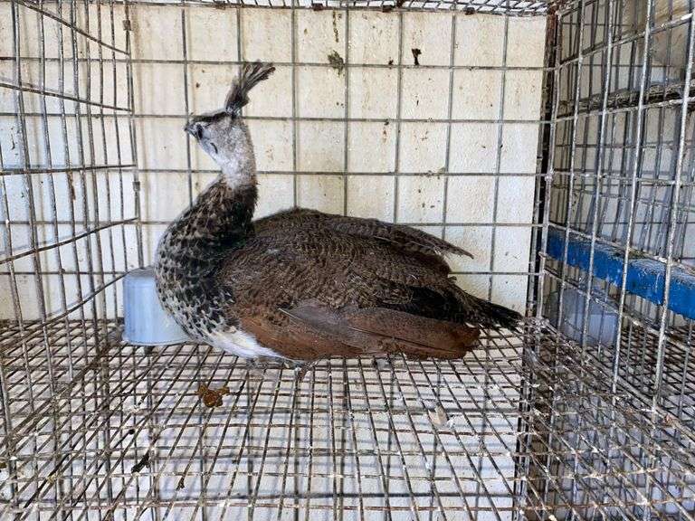 Indian Blue Peacock - Spring Hatch - Rogers Community Auction Inc.