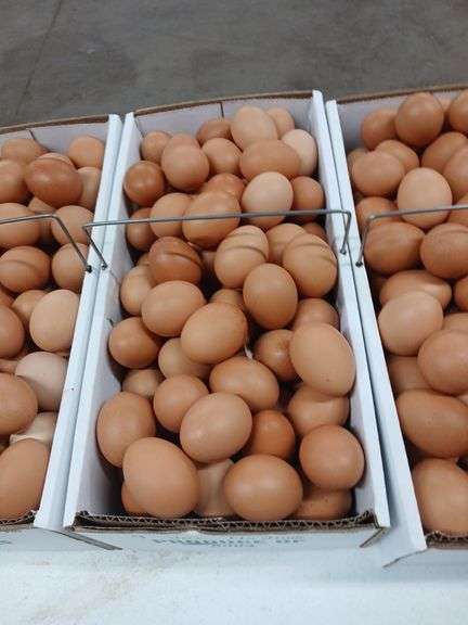 9 Doz Medium Brown Eating Eggs