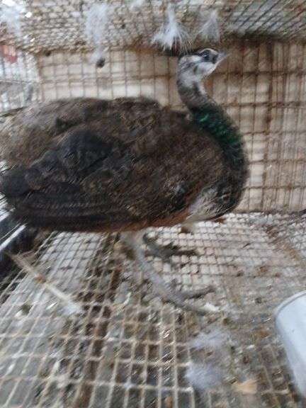 India Blue Peacock - Spring Hatch - Rogers Community Auction Inc.