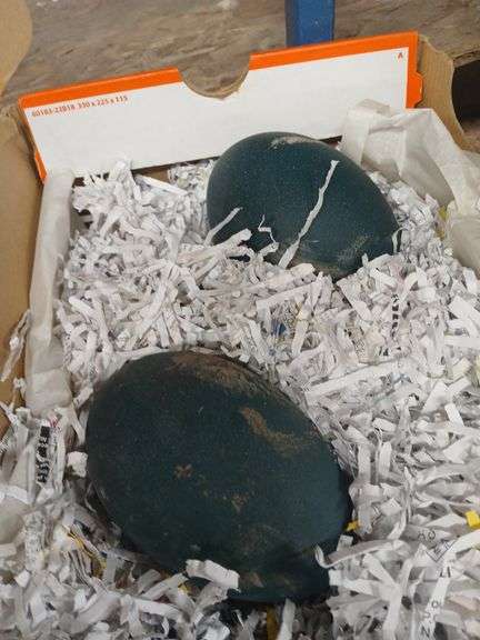 2 Fertile Blonde Emu Egg - Laid 10/14 & 10/16