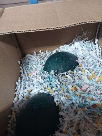 2 Fertile Blonde Emu Egg - Laid 10/20 & 10/23