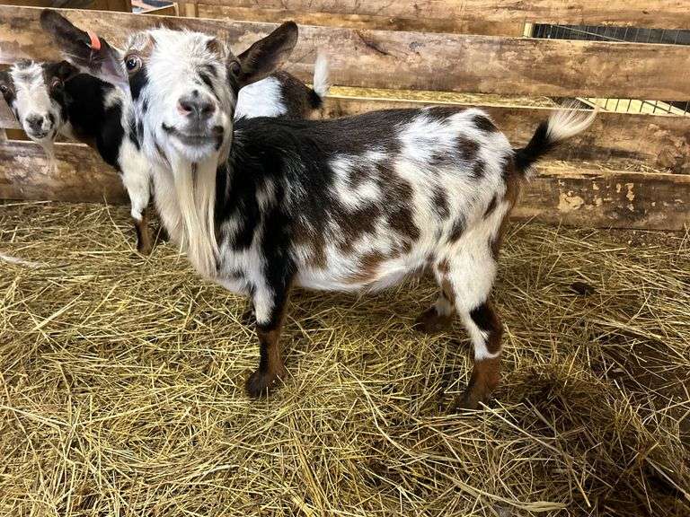 Registered Buckskin Tri Color Nigerian Dwarf Bred Nanny w/ Papers ...