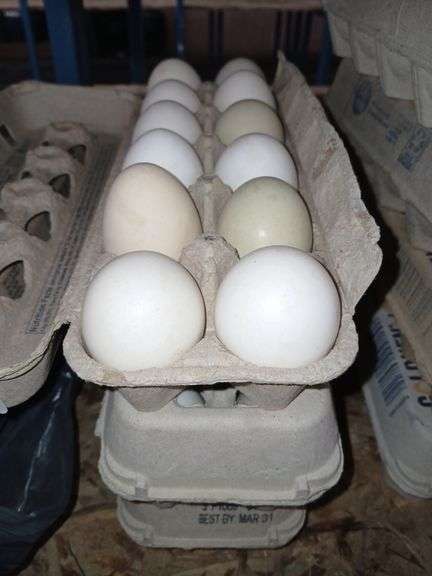3 Doz Large Eating Eggs