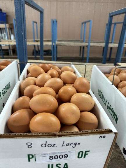 8 Doz Large Brown Eating Eggs