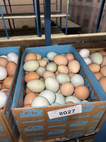 6 Doz Mixed Eating Eggs
