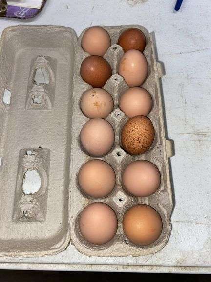 1 Doz Brown Eating Eggs