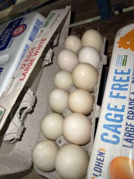 1 Doz Jumbo Duck Eating Eggs