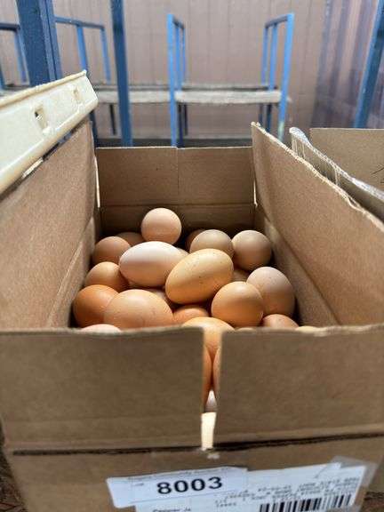5 Doz Large Brown Eating Eggs