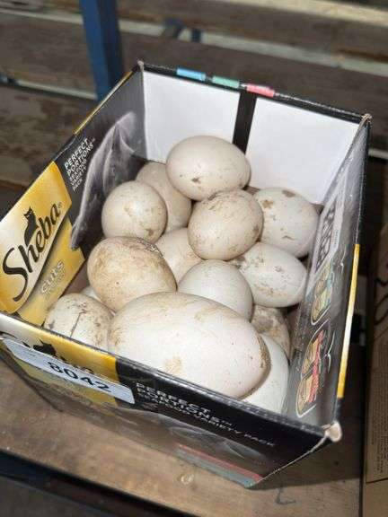 2.5 Doz Mixed Duck Eating Eggs - Unwashed