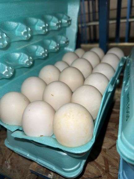 3 Doz Large Duck Eating Eggs