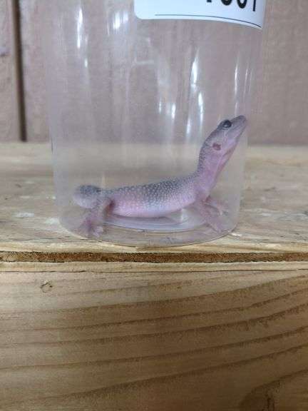 Female Leopard Gecko
