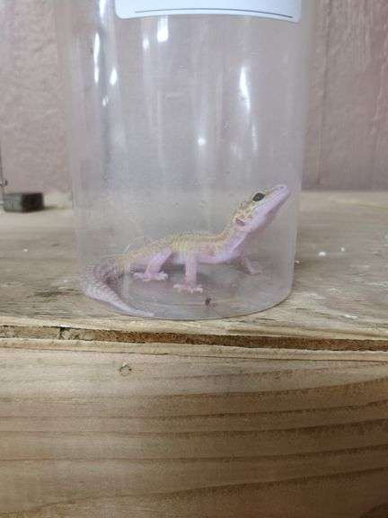 Male Leopard Gecko