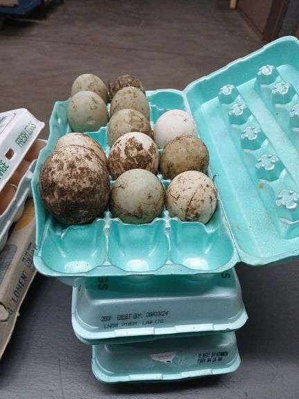 4 Doz Duck Eating Eggs - Unwashed