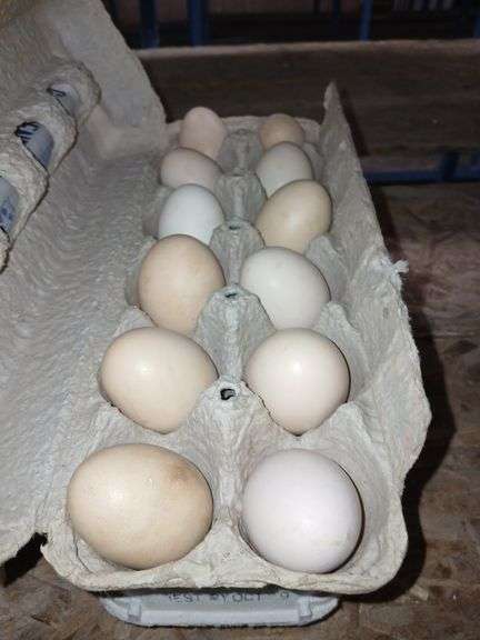 2 Doz Fairy Eating Eggs