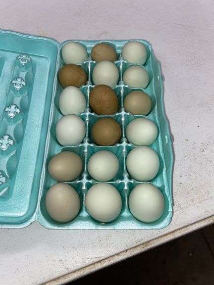 1.5 Doz Green Eating Eggs