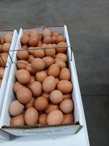 10 Doz Pullet Brown Eating Eggs