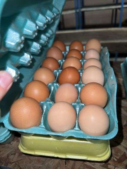3 Doz Large Brown Eating Eggs