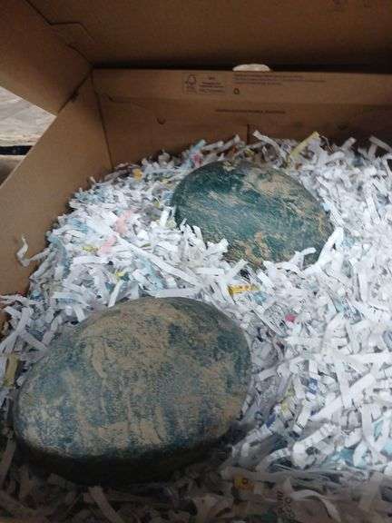 2 Fertile Blonde Emu Egg - Laid 10/12 & 10/14