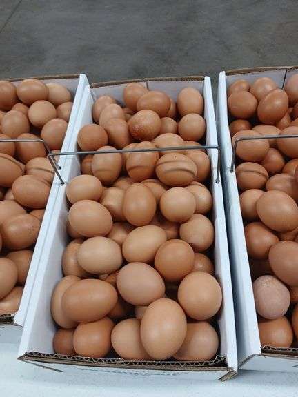 9 Doz Medium Brown Eating Eggs