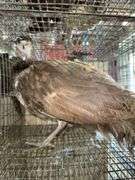 Purple Peahen - Spring Hatch - Rogers Community Auction Inc.