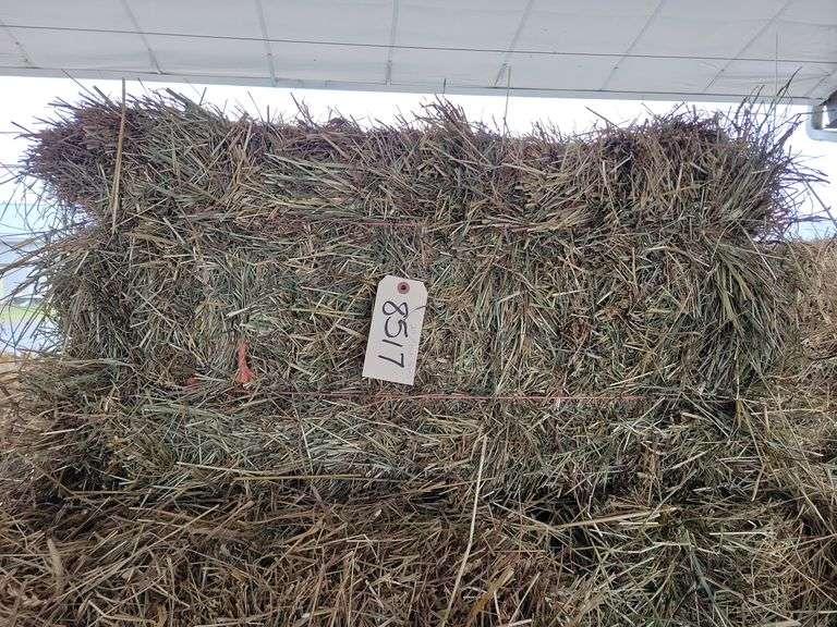 20 1st Orchard Grass