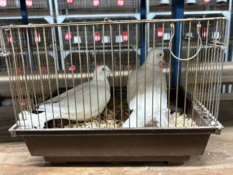 Mated Pair Leucistic Ringneck Doves "Drew & Bella" w/ Cage Rogers