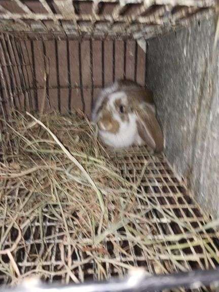 Broken English Lop Bunny - 8 1/2 Weeks Old - Rogers Community Auction Inc.