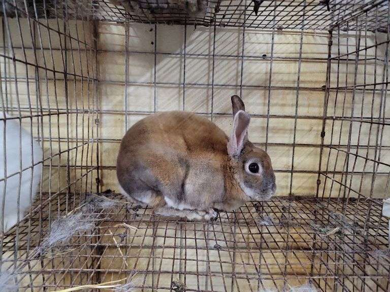 Mini Rex Buck - Rogers Community Auction Inc.