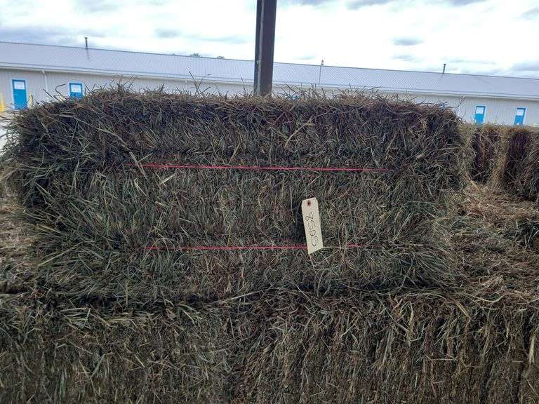 25 2nd Timothy Orchard Grass