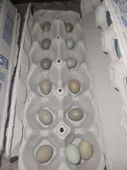 3 Fertile Button Quail Hatching Eggs – Mixed Colors, Shipped In Protective Foam