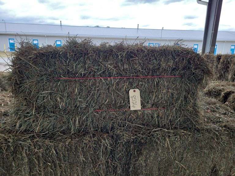25 2nd Timothy Orchard Grass