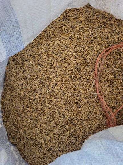 2 Bags Oats (1.5 Bushel Each)