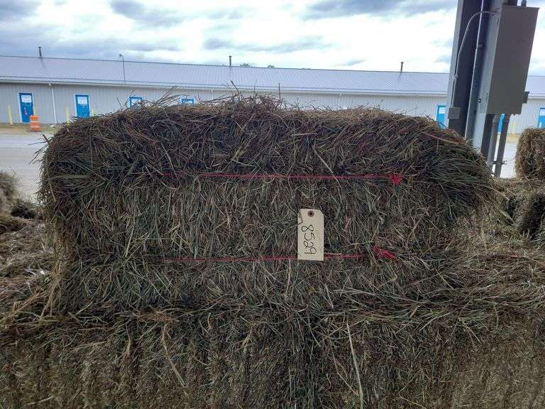 25 2nd Timothy Orchard Grass