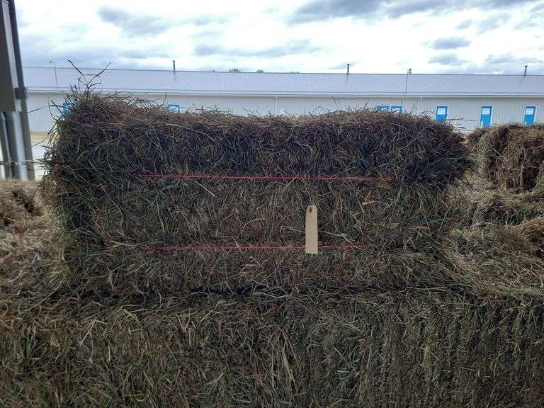25 2nd Timothy Orchard Grass