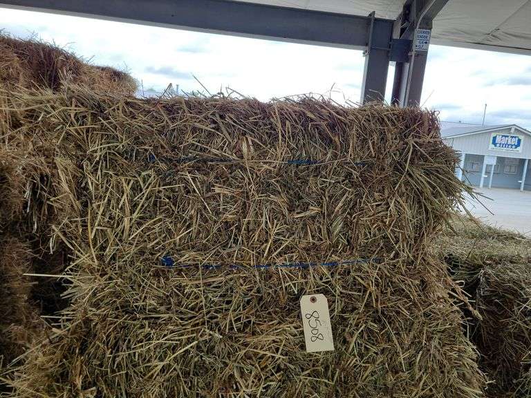 20 1st Timothy Alfalfa