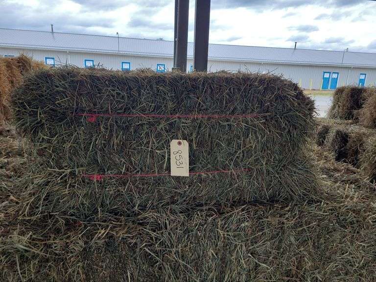 25 2nd Timothy Orchard Grass