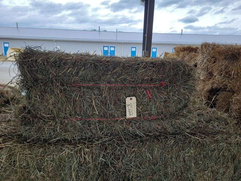 20 2nd Timothy Orchard Grass